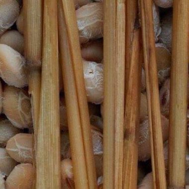 『納豆いろは』納豆作りワークショップ♪